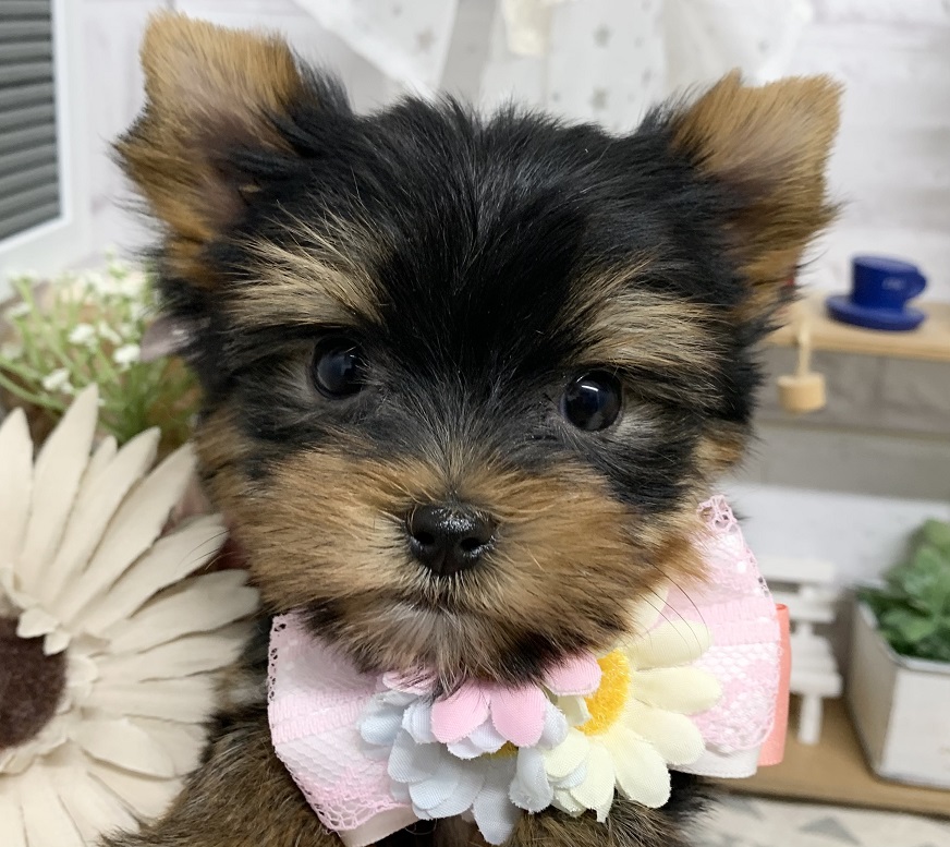 ヨークシャーテリア額付プリントアメリカンシリアルナンバー付き